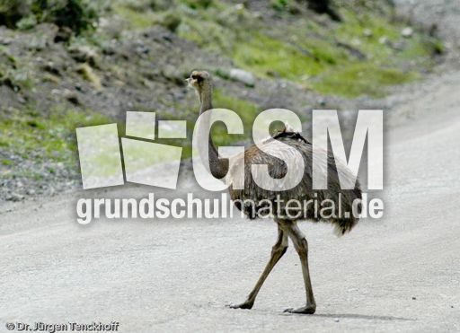 Nandu (6 von 15).jpg